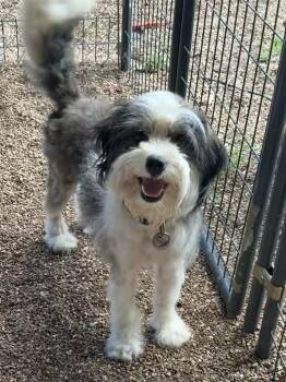 Jac -  Bearded Collie Dog for Adoption in Bolivar, Missouri - Jac | PetCurious