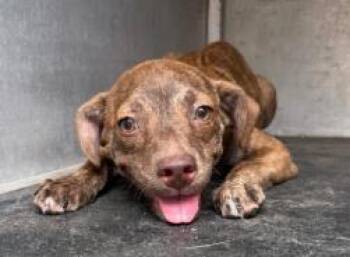 Quentin -  Mixed Breed Dog for Adoption in West Chester, Pennsylvania - Quentin | PetCurious