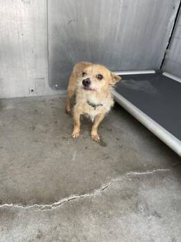 Terrier Dogs Available for Adoption in Victorville, California - Barkley | PetCurious