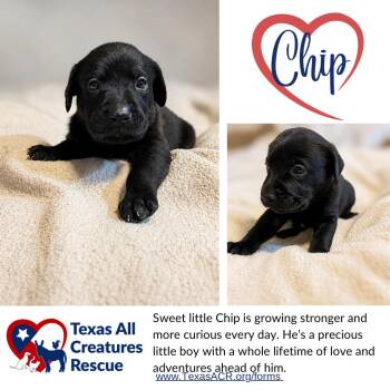 Chip -  Terrier Dog for Adoption in Alvarado, Texas - Chip | PetCurious