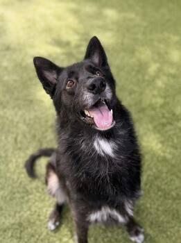 Griff -  Shepherd Dog for Adoption in Hilton Head Island, South Carolina - Griff | PetCurious