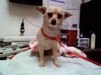 Chihuahua Dogs Available for Adoption - POPPY | PetCurious