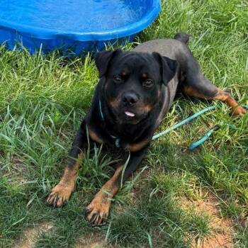 Kong -  Rottweiler Dog for Adoption in York, Pennsylvania - Kong | PetCurious