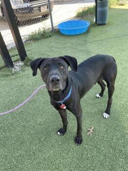 Rescue Great Dane and Mixed Breed Dogs for Adoption in Pasadena, Texas - KEVIN | PetCurious