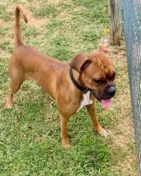 Chilli -  Mixed Breed Dog for Adoption in Monticello, New York - Chilli | PetCurious