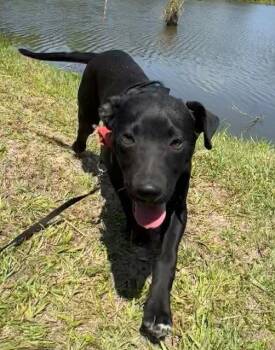 Labrador Retriever Dogs Available for Adoption in Tarrytown, Georgia - Mack | PetCurious
