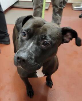 Pit Bull Terrier Dogs Available for Adoption - Mindy | PetCurious