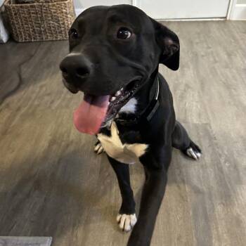 Boots -  Labrador Retriever and Mixed Breed Dog for Adoption in Austin, Texas - Boots | PetCurious