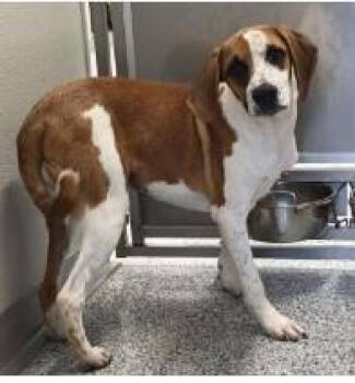 Pixel -  Mixed Breed Dog for Adoption in West Chester, Pennsylvania - Pixel | PetCurious