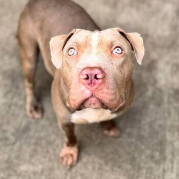 Rescue Pit Bull Terrier and English Bulldog Dogs for Adoption in Chicago, Illinois - Tuba | PetCurious