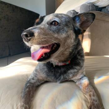 Penny Lane -  Australian Cattle Dog Blue Heeler and Jack Russell Terrier Dog for Adoption in New Orleans, Louisiana - Penny Lane | PetCurious