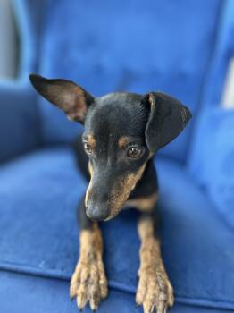 Rescue Chiweenie and Chihuahua Dogs for Adoption in Poway, California - Ollie | PetCurious