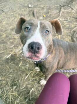 Dovie -  Pit Bull Terrier Dog for Adoption in Chicago, Illinois - Dovie | PetCurious