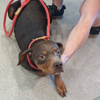 Leanne -  Doberman Pinscher and Mixed Breed Dog for Adoption in Los Angeles, California - Leanne | PetCurious