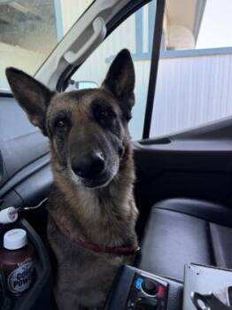 Loki -  German Shepherd Dog and Mixed Breed Dog for Adoption in Fresno, California - Loki | PetCurious