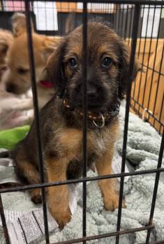 Monica -  Terrier and Mixed Breed Dog for Adoption in Saint Clairsville, Ohio - Monica | PetCurious