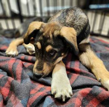 Rescue Shepherd and Husky Dogs for Adoption in Los Lunas, New Mexico - Bucky Shep #6 -5655 | PetCurious