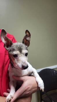 Rescue Chihuahua Dogs for Adoption in Milton, Georgia - Queen Ann | PetCurious