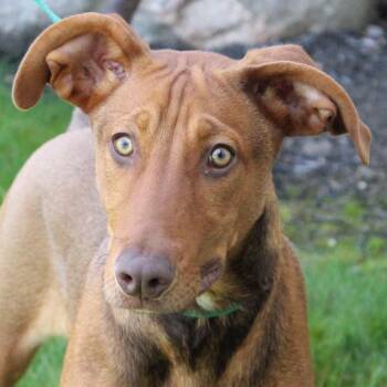 Doberman Pinscher Dogs Available for Adoption in Eaton, Ohio - Doblin | PetCurious