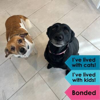 Rescue Jack Russell Terrier and Labrador Retriever Dogs for Adoption in Philadelphia, Pennsylvania - Sophie | PetCurious