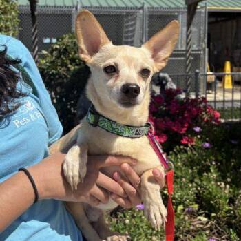 Oakley -  Chihuahua and Miniature Dachshund Dog for Adoption in Lathrop, California - Oakley | PetCurious