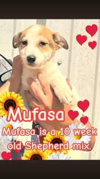 Shepherd and Cattle Dog Dogs Available for Adoption - Mufasa | PetCurious