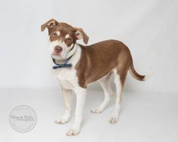 Husky Dogs Available for Adoption in Fosters, Alabama - ROSCOE | PetCurious