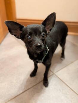 CHALLA 425 -  Chihuahua Dog for Adoption in New Berlin, Wisconsin - CHALLA 425 | PetCurious