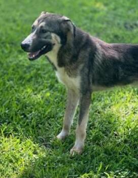 Bubba -  Husky and Mixed Breed Dog for Adoption in Houston, Texas - Bubba | PetCurious