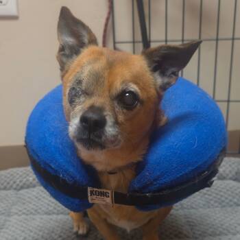 Rescue Chihuahua Dogs for Adoption in Goleta, California - Popeye | PetCurious