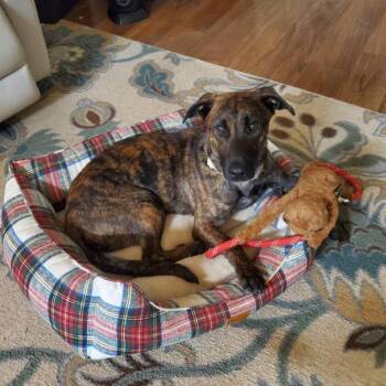 Mr. Mario -  Mixed Breed Dog for Adoption in Hopkinton, Massachusetts - Mr. Mario | PetCurious