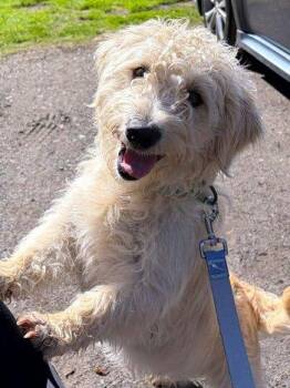 Poodle and Terrier Dogs Available for Adoption in Bedford Hills, New York - Moose | PetCurious