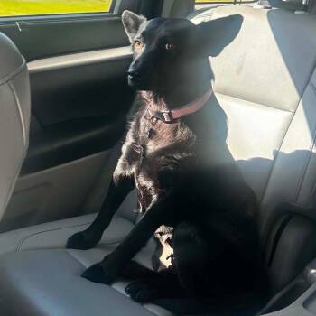 Jazzy -  Australian Kelpie Dog for Adoption - Jazzy | PetCurious