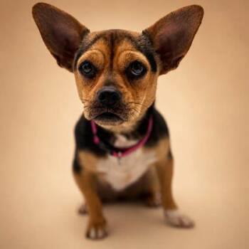 Carlie -  Chihuahua and Pug Dog for Adoption in Bowling Green, Kentucky - Carlie | PetCurious