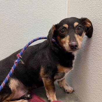 Lennie -  Dachshund and Chihuahua Dog for Adoption in Cody, Wyoming - Lennie | PetCurious