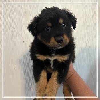 FWT Montana -  Black Labrador Retriever and Border Collie Dog for Adoption in Midland, Texas - FWT Montana | PetCurious