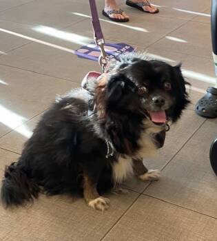 Cavalier King Charles Spaniel and Mixed Breed Dogs Available for Adoption - ARCHIE | PetCurious