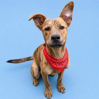 ARCHER -  Black Mouth Cur Dog for Adoption in Westminster, Maryland - ARCHER | PetCurious