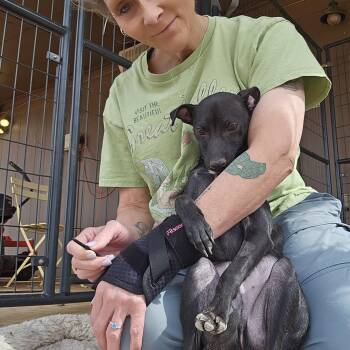 Chihuahua and Whippet Dogs Available for Adoption in Clovis, New Mexico - Sardine | PetCurious