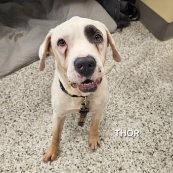 Thor -  Pit Bull Terrier and American Bulldog Dog for Adoption in Madisonville, Tennessee - Thor | PetCurious