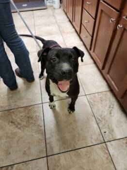 Rescue Mixed Breed Dogs for Adoption in Cincinnati, Ohio - Rowena | PetCurious