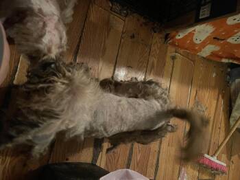 Shih Tzu Dogs Available for Adoption in Gainesville, Virginia - Panini (Coming The 11th) | PetCurious