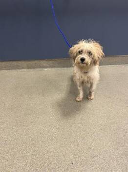 PANCAKE -  Maltese and Mixed Breed Dog for Adoption in Doral, Florida - PANCAKE | PetCurious