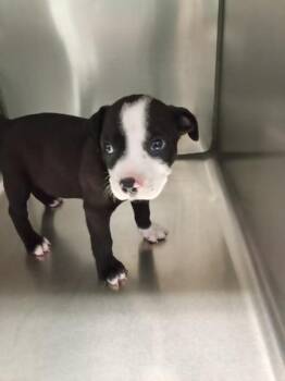 Pit Bull Terrier Dogs Available for Adoption in Mobile, Alabama - Huey | PetCurious