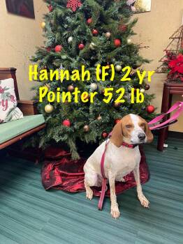Hannah -  Pointer Dog Available for Adoption in Pomfret, Connecticut - Hannah | PetCurious