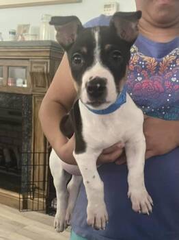 Shep -  Mixed Breed Dog for Adoption in Hobart, Indiana - Shep | PetCurious