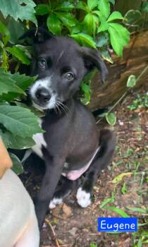 Eugene -  Husky Dog for Adoption in Alexander, Arkansas - Eugene | PetCurious