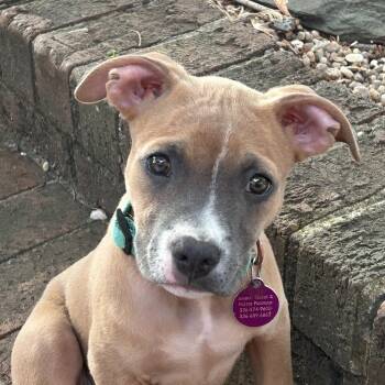 Toffee -  Boxer Dog for Adoption in Greensboro, North Carolina - Toffee | PetCurious