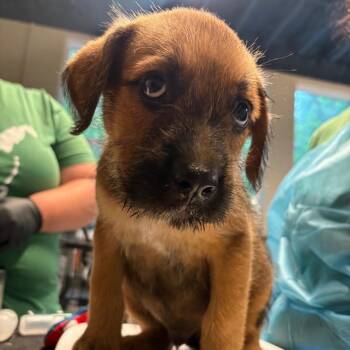Stone -  Mixed Breed Dog for Adoption in Huntington, West Virginia - Stone | PetCurious