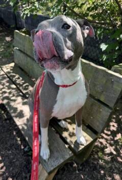 Lucy -  Mixed Breed Dog for Adoption in Fairfax, Virginia - Lucy | PetCurious